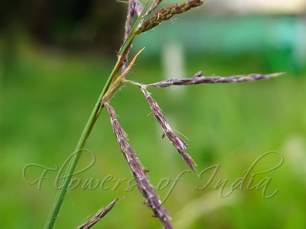 Himalayan Bluestem Grass