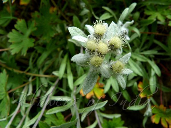 Himalayan Edelweiss