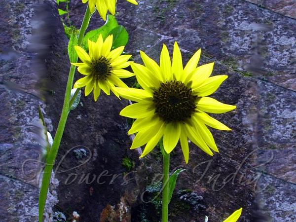 Himalayan Mini Sunflower