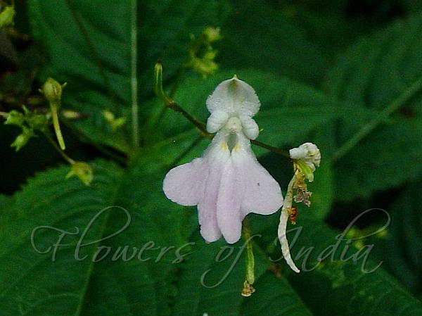Himalayan Pink-Tinged Balsam