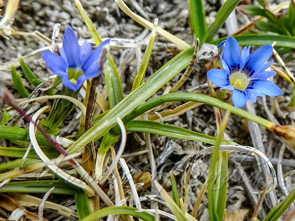 Himalayan Pygmy Gentian