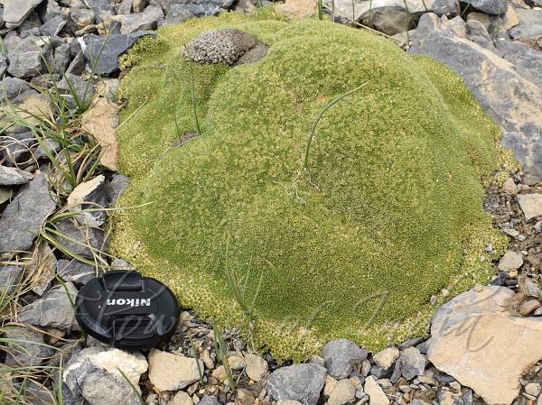 Himalayan Rock Pincushion