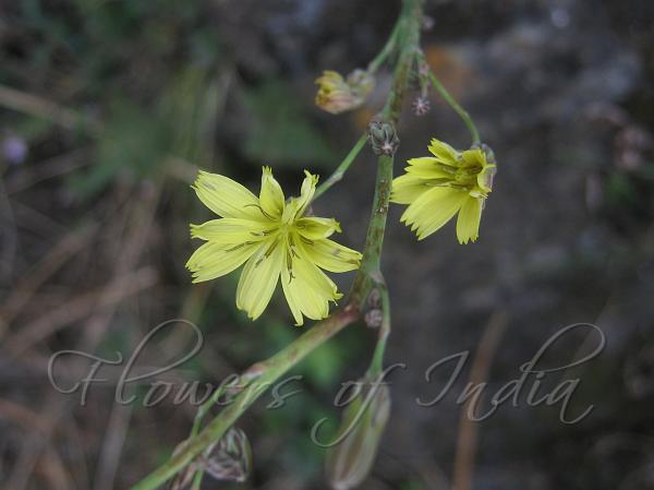 Himalayan Skeletonweed