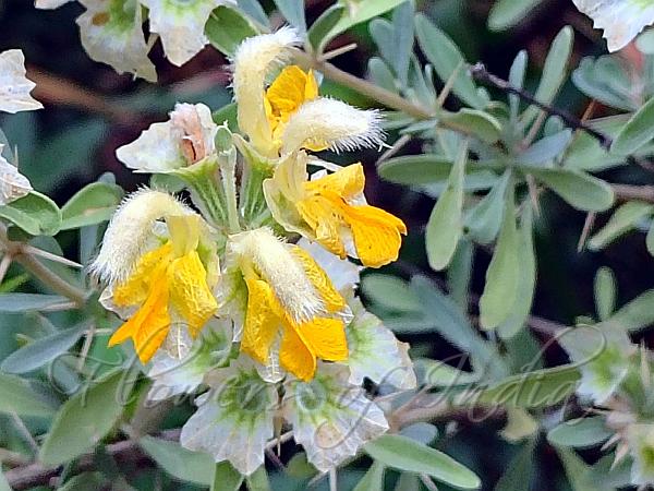 Himalayan Vase-Flower