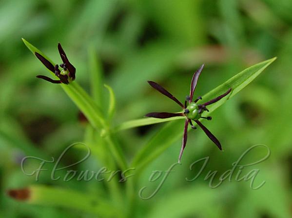 Indian Grass Lily