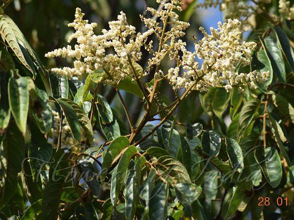 Indian Honey Sweet Tree