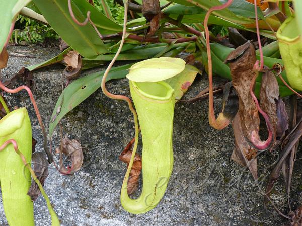 Indian Pitcher Plant
