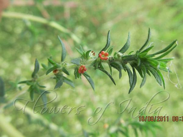 Indian Summer Cypress