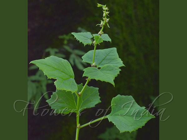 Ivy-Leaf Senecio