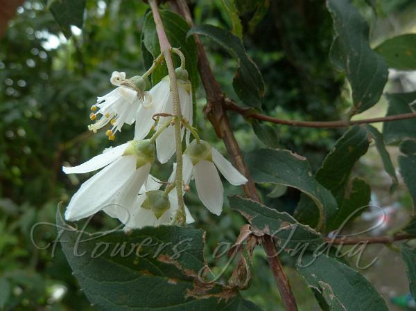 Japanese Snow Flower