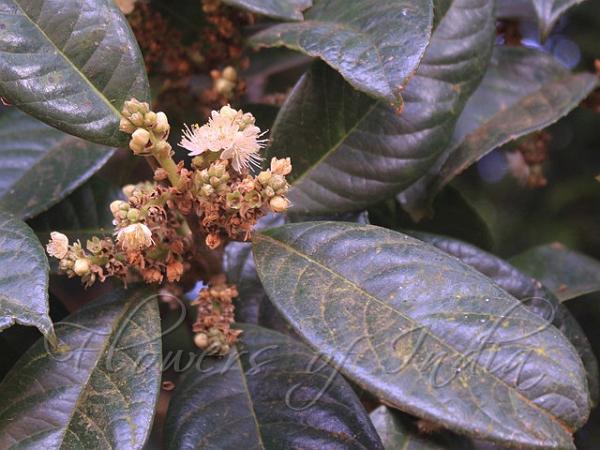 Kanara Sapphire Berry