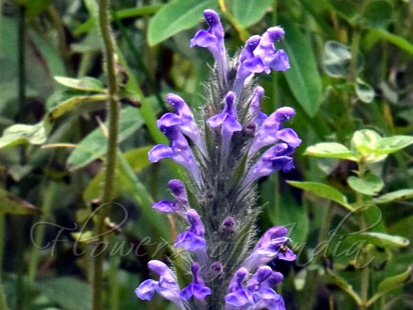 Kashmir Catmint