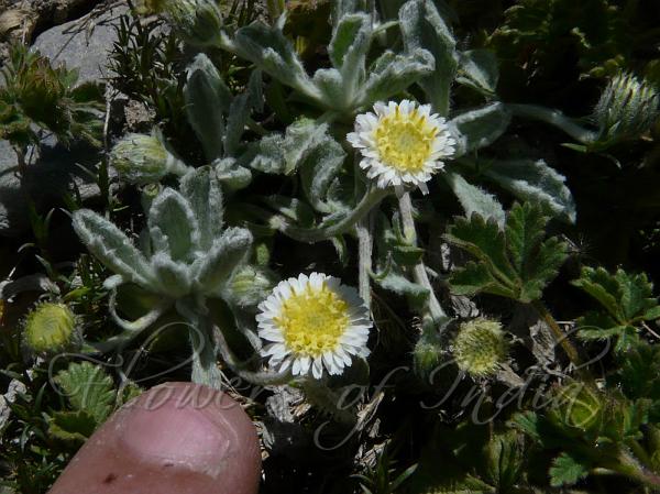 Lahaul Fleabane