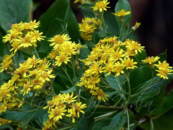 Lanceleaf Senecio-Inula