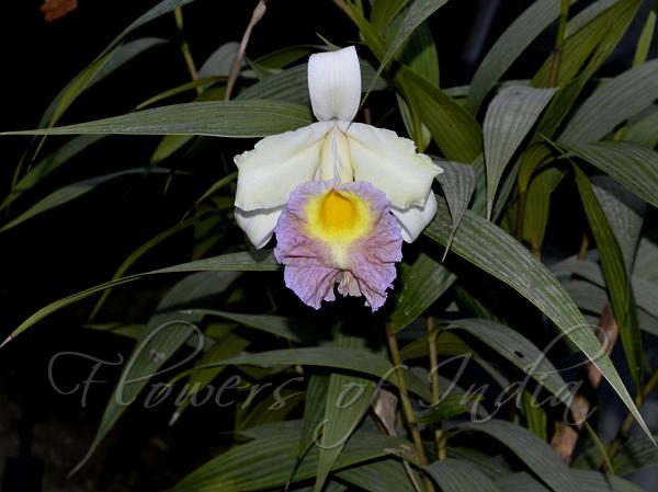 Large-Flower Sobralia