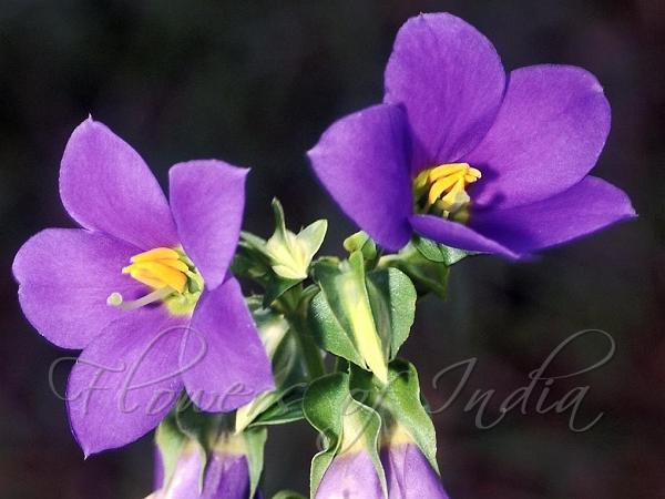 Leafy Persian Violet