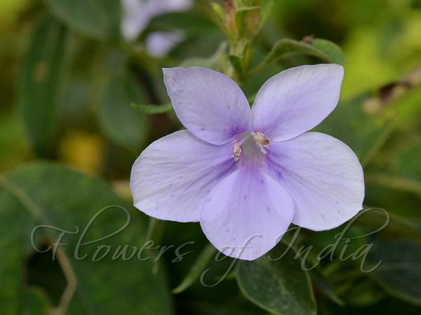 Long-Flower Blue Bush-Violet