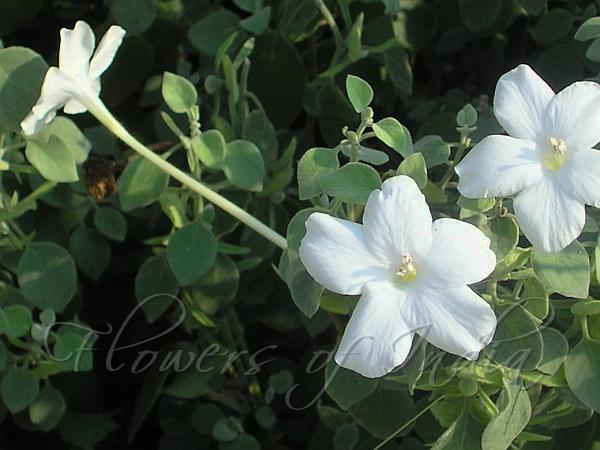 Long-Flower Bush-Violet