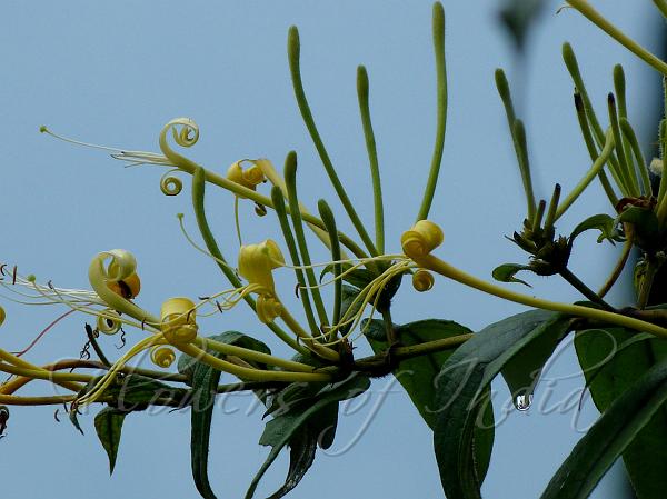 Long-Flower Honeysuckle