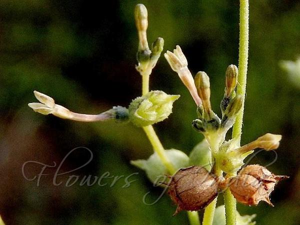 Long-Flower Trembletop