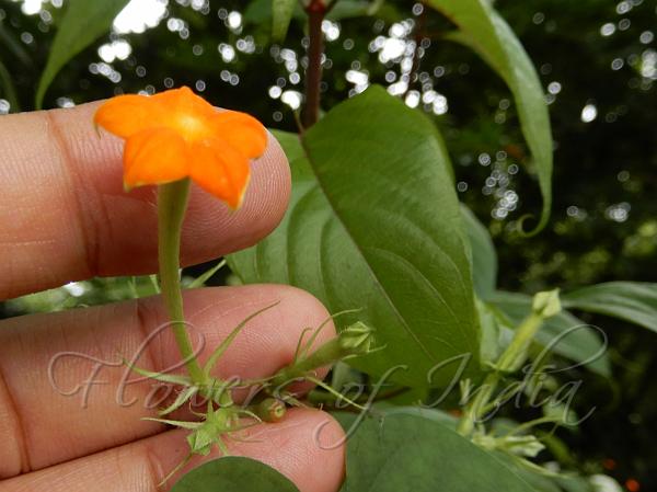 Long-Sepal Mussaenda