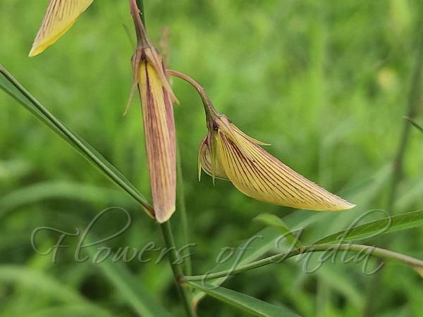 Longflower Rattlepod