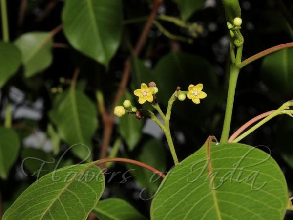 Malabar Swallow-Root