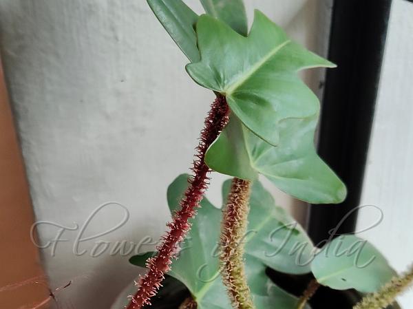 Maple-Leaf Philodendron