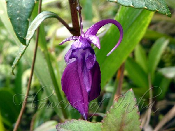 Maroon Meghalaya Balsam
