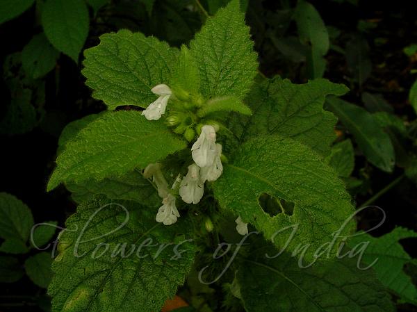 Mint-Leaf Slitwort