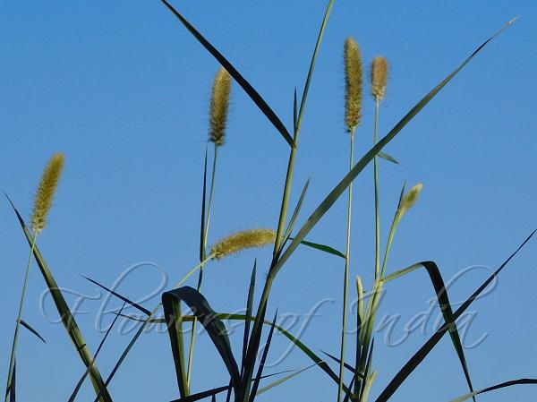 Napier Grass