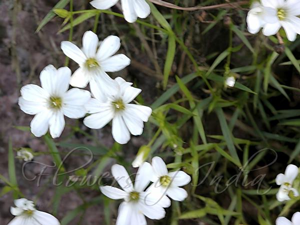 Narrowleaf Chickweed