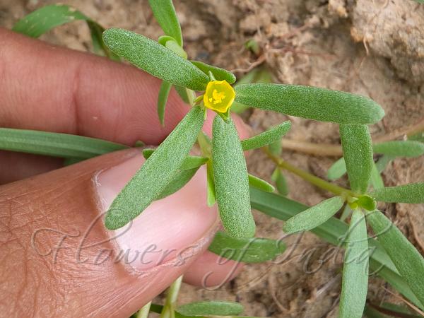 Narrowleaf Purslane