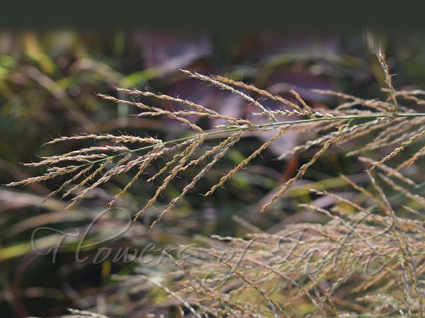 Nepal Reedgrass