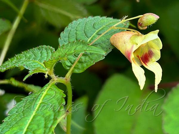 Nettle-Leaf Balsam