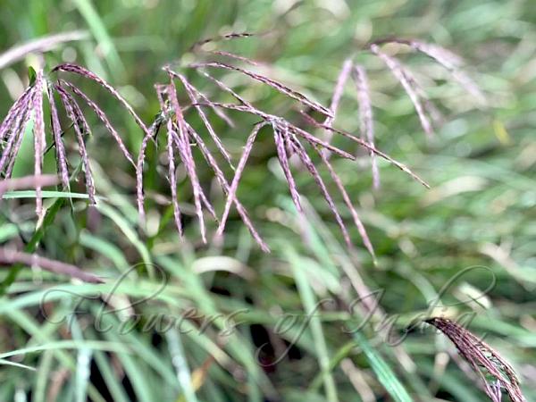 Nilgiri Bluestem Grass