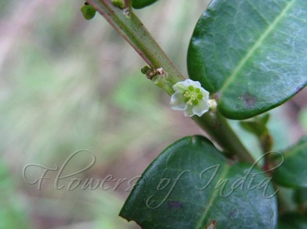 Nilgiri Leaf-Flower