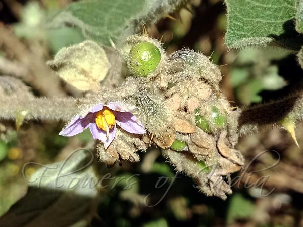 Nilgiri Nightshade