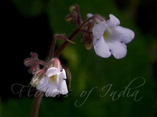 Nilgiri Stone Flower