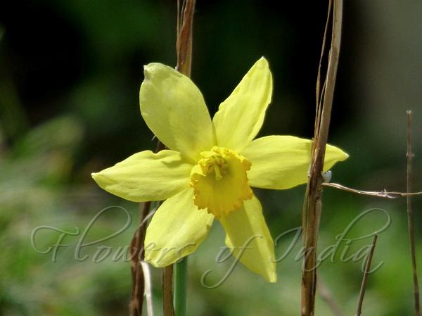 Narcissus Incomparabilis Nonesuch Daffodil