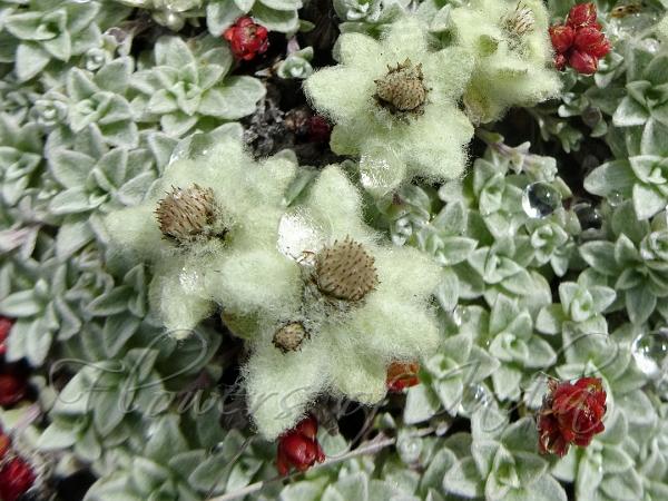 One-Flowered Edelweiss