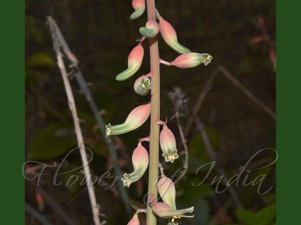 Ox Tongue Aloe