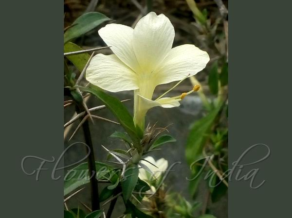 Pale Spiny Bush-Violet