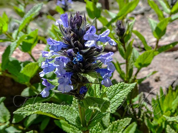 Pale-Blue Catmint