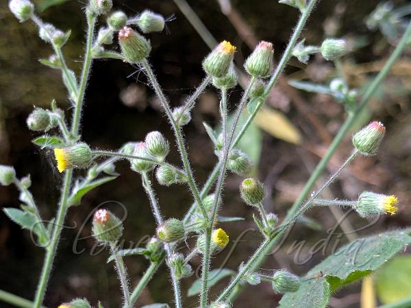 Panicled Knob-Bush
