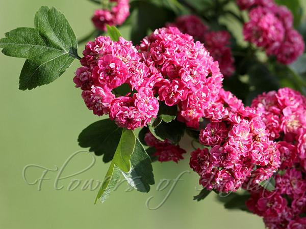 Paul's Scarlet Hawthorn