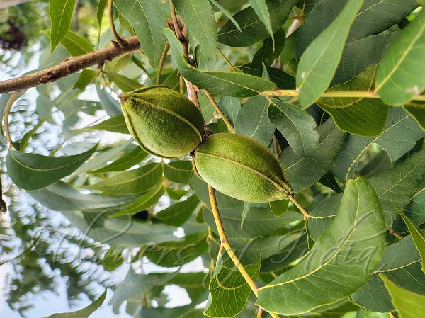 Pecan Walnut