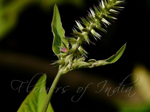 Pink Chaff Flower