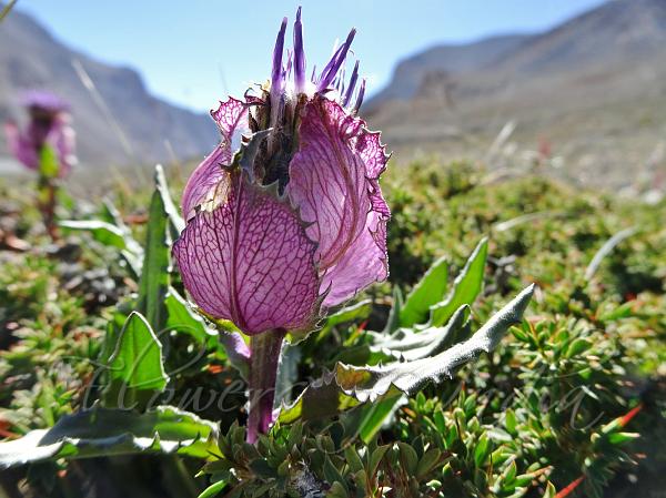 Saussurea bracteata - Pink-Bract Saw-Wort