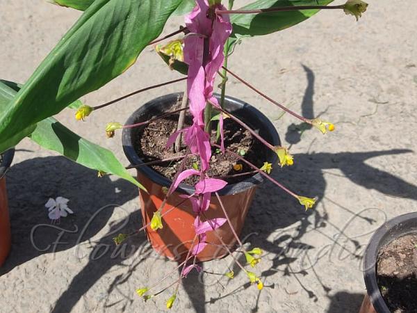 Pink-Bract Swan Flower